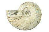 Silver Iridescent Ammonite (Cleoniceras) Fossil - Madagascar #327740-1